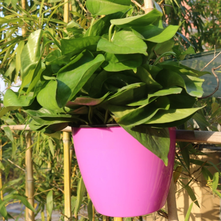 Self-Watering Planter Grow Plants Lazy Flower Pots Wall-hanging Round Resin Plastic Flower Pots, Size: 11x8x10.5cm(Purple)
Self-Watering Planter Grow Plants Lazy Flower Pots Wall-hanging Round Resin Plastic Flower Pots, Size: 11x8x10.5cm(Purple)