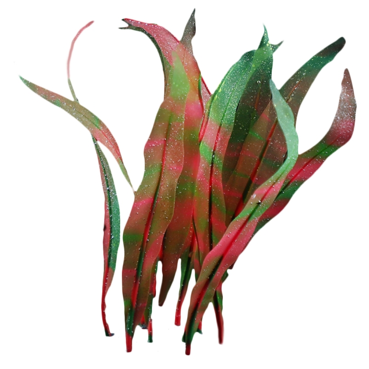 Aquarium Fish Tank Decoration Landscape Silicone Simulation Coral Artificial Kelp Landscape Decoration, Size: HZ007 18cm Small(Dark Red)
Aquarium Fish Tank Decoration Landscape Silicone Simulation Coral Artificial Kelp Landscape Decoration, Size: HZ007 18cm Small(Dark Red)