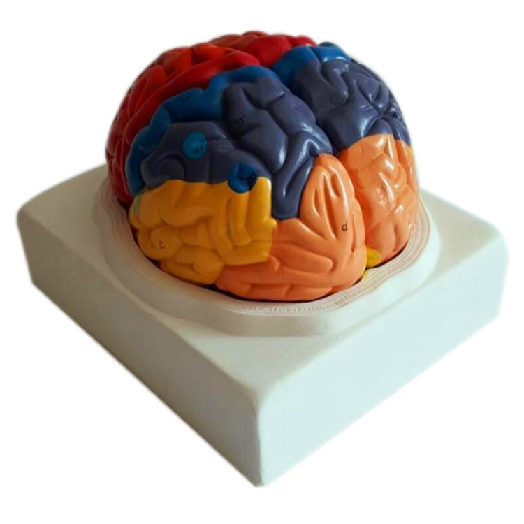 Sunsky Brain Functional Cortex Regional Human Anatomy Brain