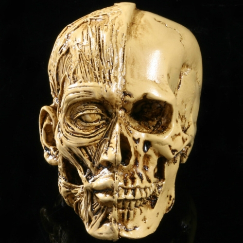 

Art Sketch Resin Skull Model Human Musculoskeletal Home Decoration(As Show)