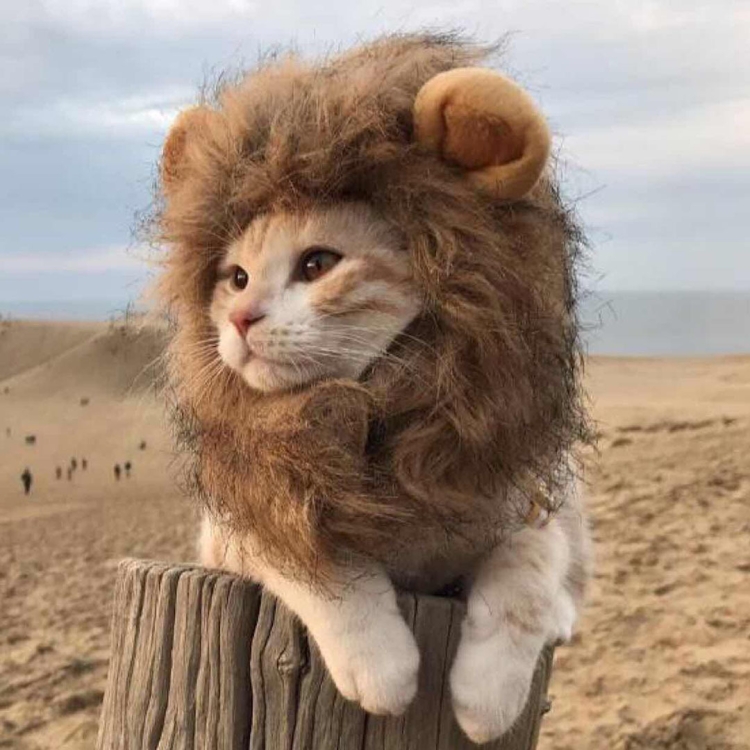 

Pet Funny Accessories Cat Tiara Cat Wig, Size: Small