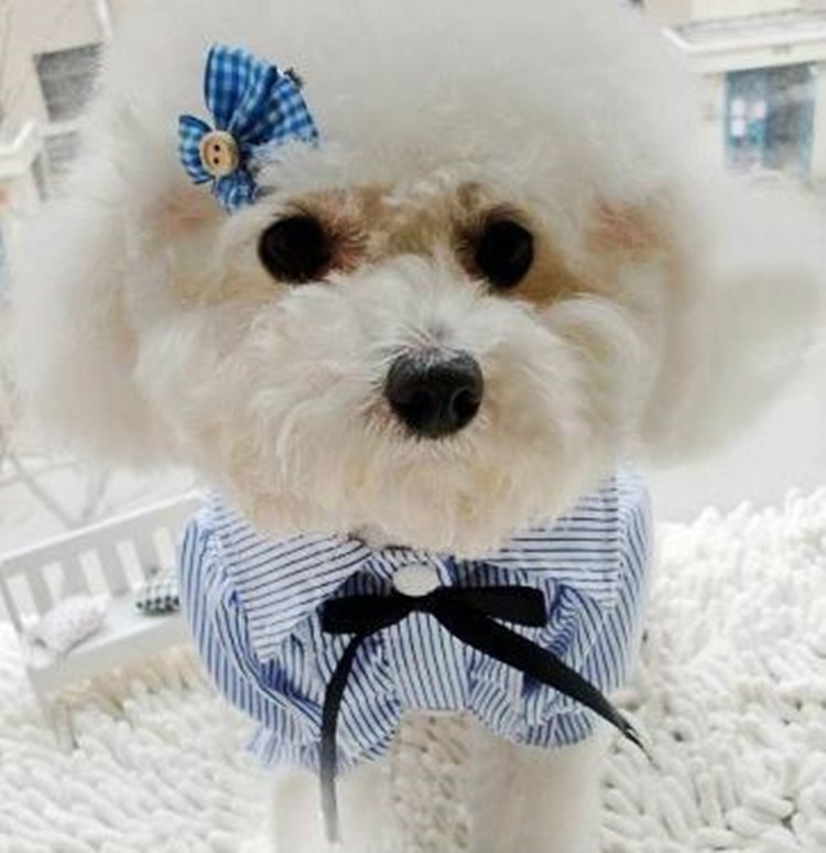 

Pet Clothes Pet Stripe Lace Puff Sleeve Shirt, Size:M(Blue)