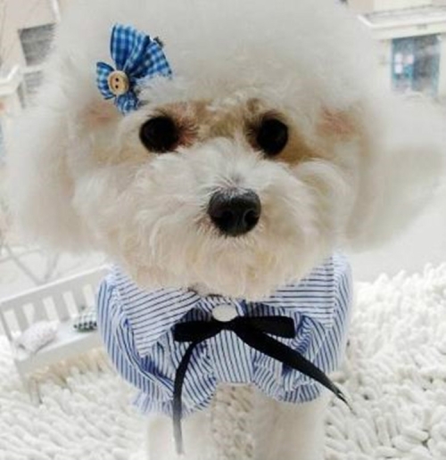 

Pet Clothes Pet Stripe Lace Puff Sleeve Shirt, Size:L(Blue)