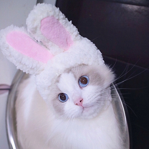 

Lovely Rabbit Ear Cat Pet Headgear Headwear, Size: One size