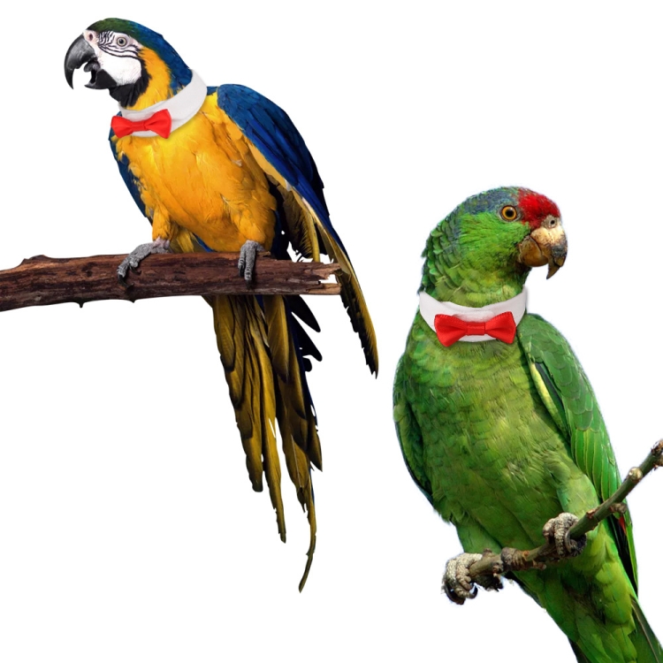 

2 PCS Creative Handmade Custom Parrot Collar Bow Tie, Specification: M