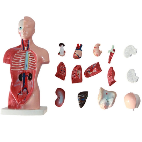 

Primary and Secondary Education 26CM Torso Model Human Anatomy Organ Structure Model(As Show)