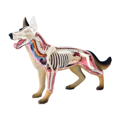 

4D Puzzle Assembling Toy Animal Biology Wolf Dog Organ Anatomy Medical Teaching Model