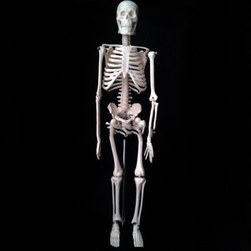 

45cm Human Skeleton Bone Model Medical Teaching Model