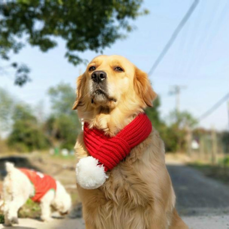 

Pet Christmas Wool Scarf Medium & Large Dog Saliva Towel, Size: L