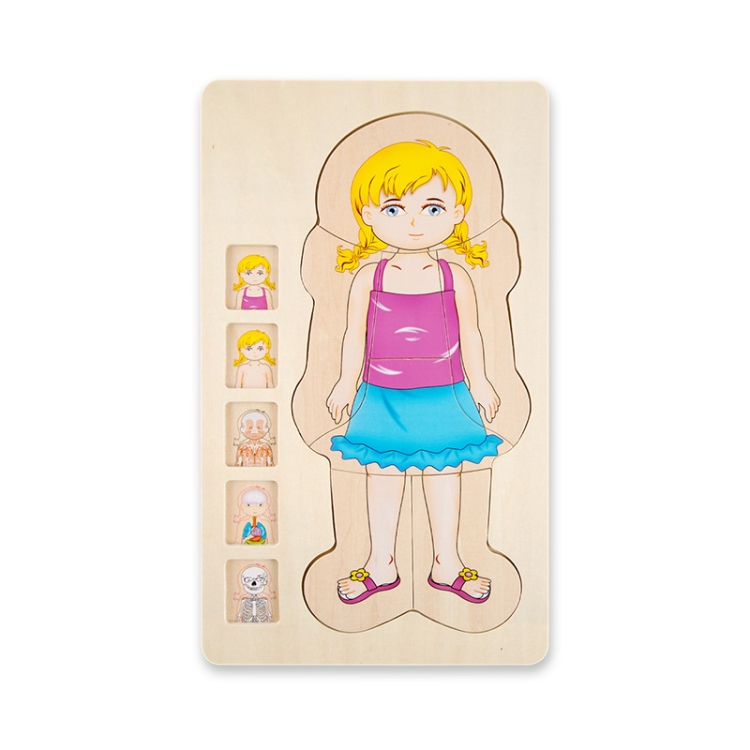 

Onshine Five-Layer Human Body Structure Puzzle Wooden Puzzles For Children Physical Cognition(Girl)