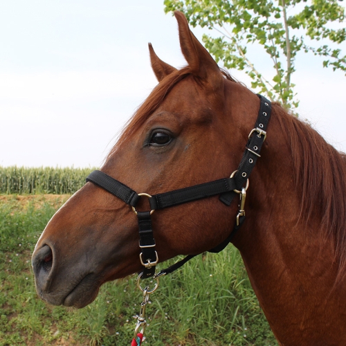 

Nylon Full-Line Board Horse Rein Headstall Equestrian Supplies, Specification: S (Black)