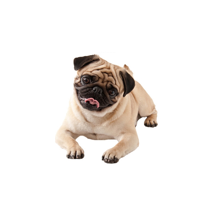 

4 PCS Style 2 Small 3D Simulation Dog Car Stickers Rain-Proof Sunscreen Car Sticker Scratch Shaving Decoration Stickers