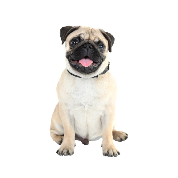 

4 PCS Style 5 Small 3D Simulation Dog Car Stickers Rain-Proof Sunscreen Car Sticker Scratch Shaving Decoration Stickers